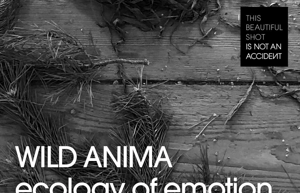 Wild Anima ecology of emotion